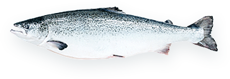 三文魚(yú) 三文魚(yú)